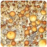 Псилоцибиновые (галлюциногенные) грибы в Минусинске Psilocybin "Golden Teacher" Псилоцибиновые (галлюциногенные) грибы в Минусинске Psilocybin "Golden Teacher"