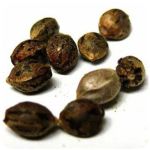 Семена марихуаны АК-47  (Seeds AK-47) в Минусинске